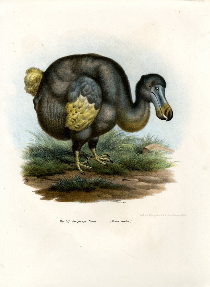 Dodo by German School: Highest-quality art reproduction