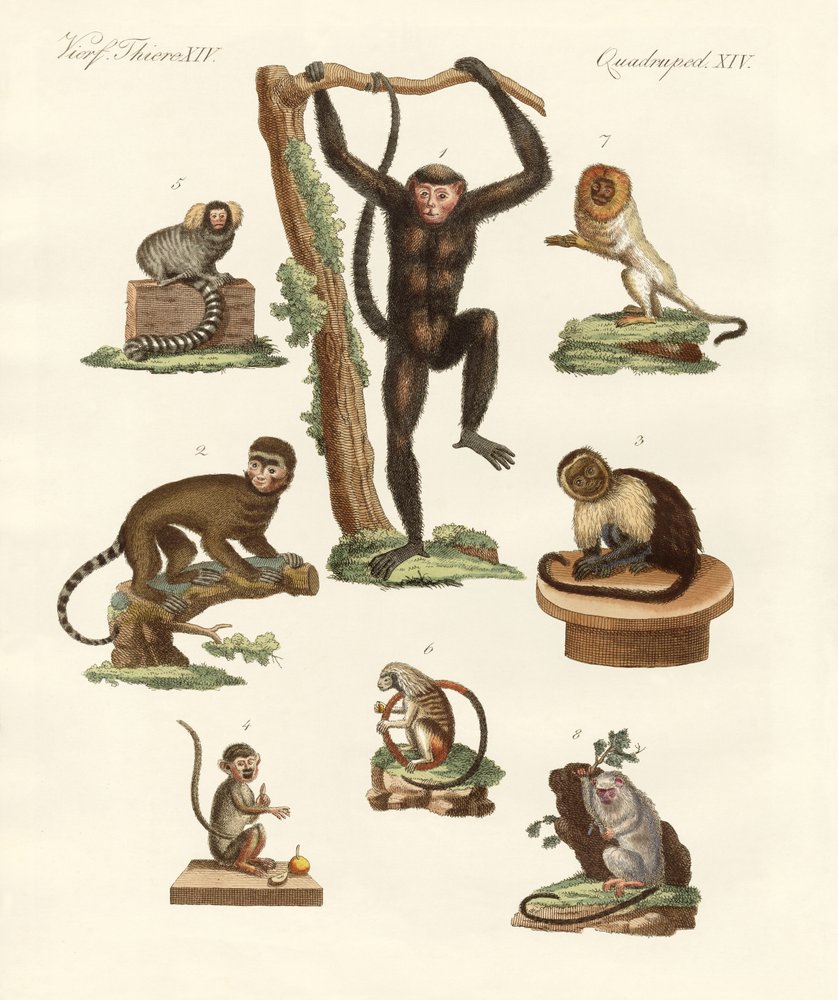 Eight kinds of monkeys by German School: Fine art print