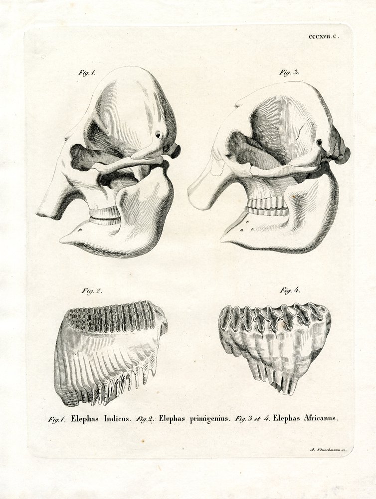 Elephant Skulls by German School