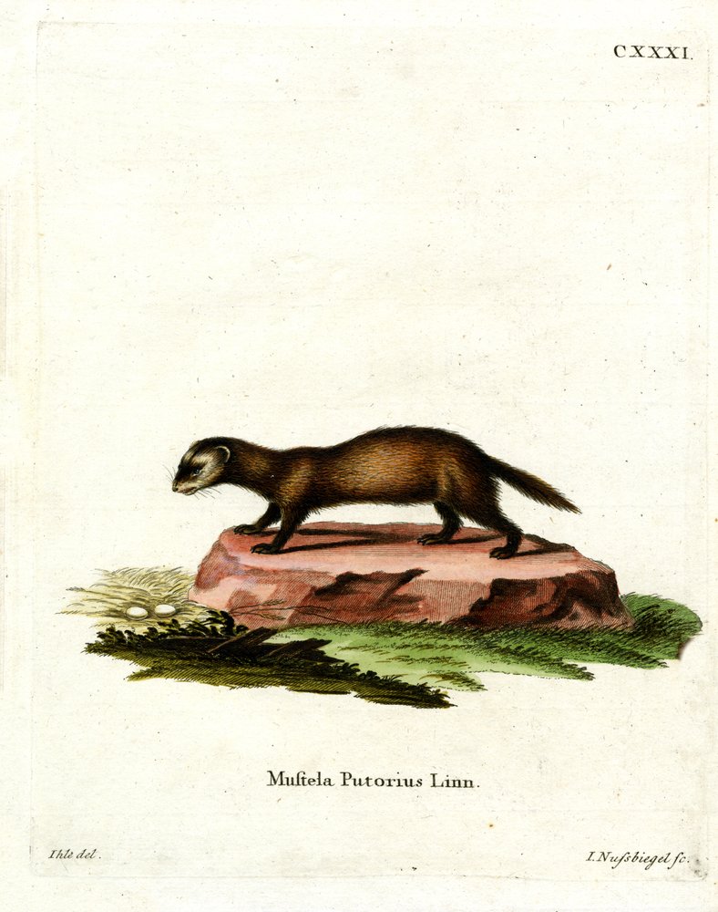 European Polecat by German School: Buy fine art print