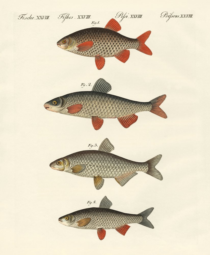 German river fish by German School: Buy fine art print