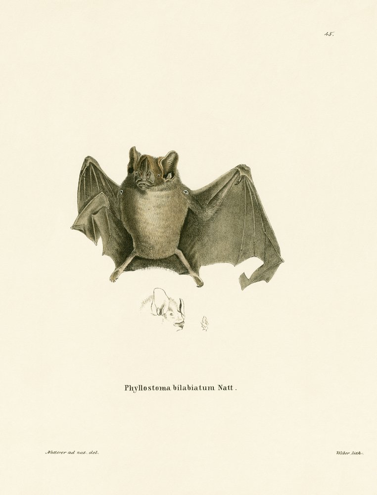 Ipanema Bat by German School