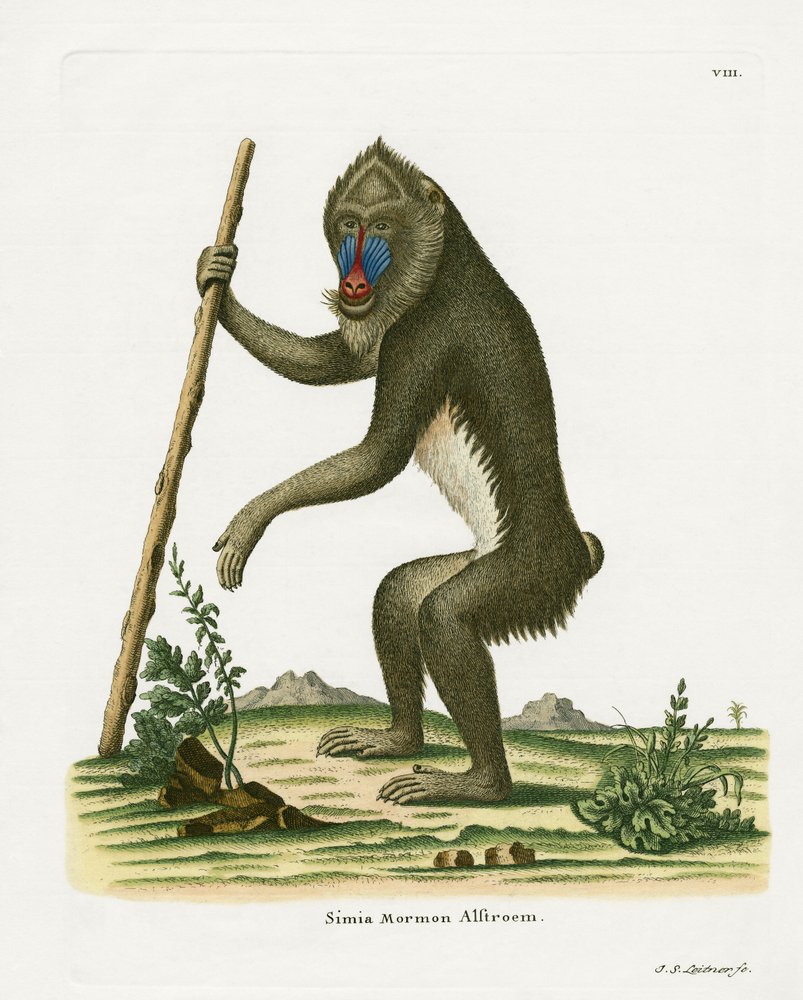 Mandrill by German School: Highest-quality art reproduction