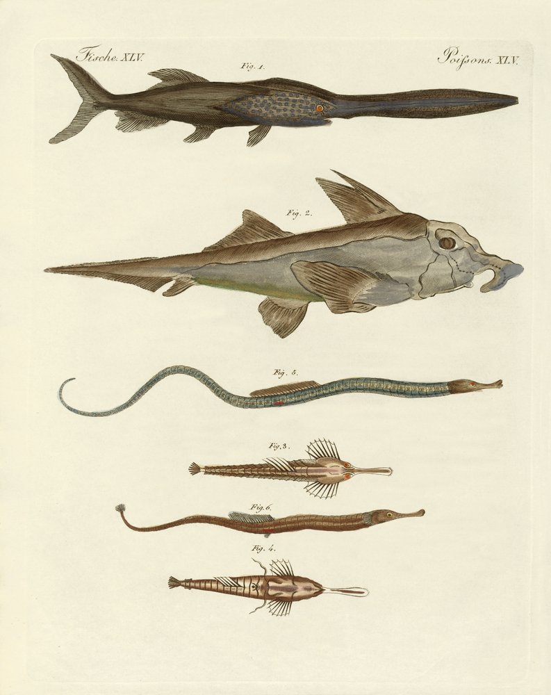 Strange Cartilaginous Fish by German School: Fine art print