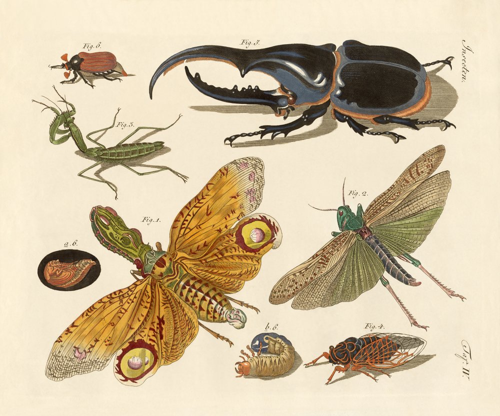 Strange insects by German School: Premium art reproduction