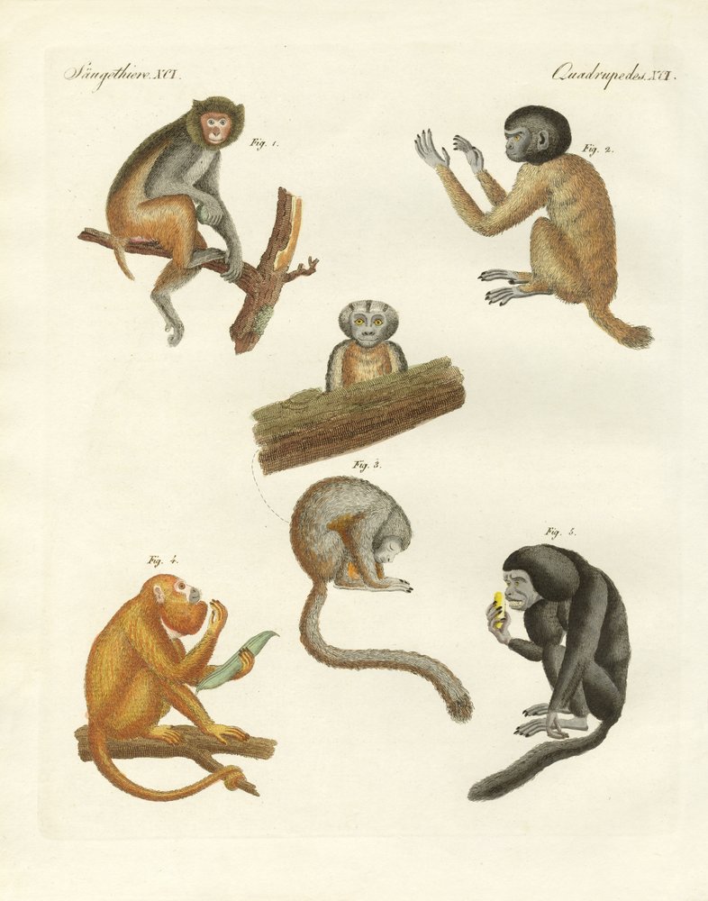Strange monkeys by German School: Premium art reproduction