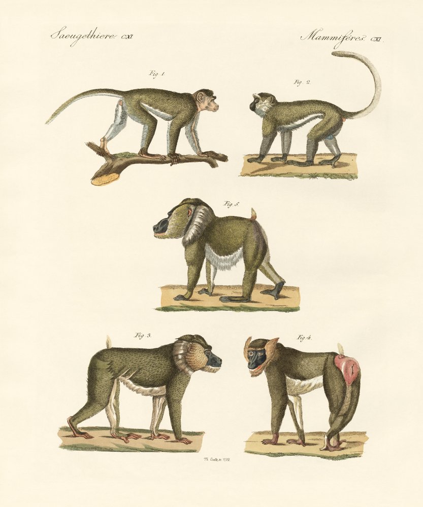 Strange monkeys by German School: Premium art reproduction