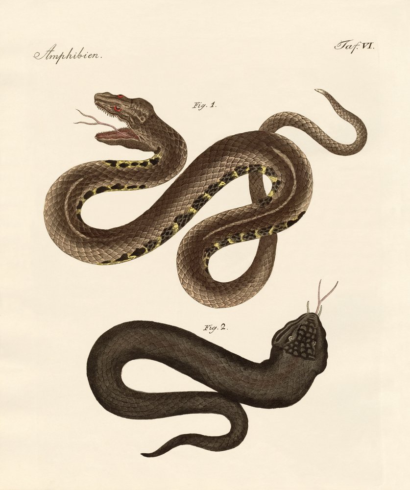 Strange Snake by German School: Buy fine art print
