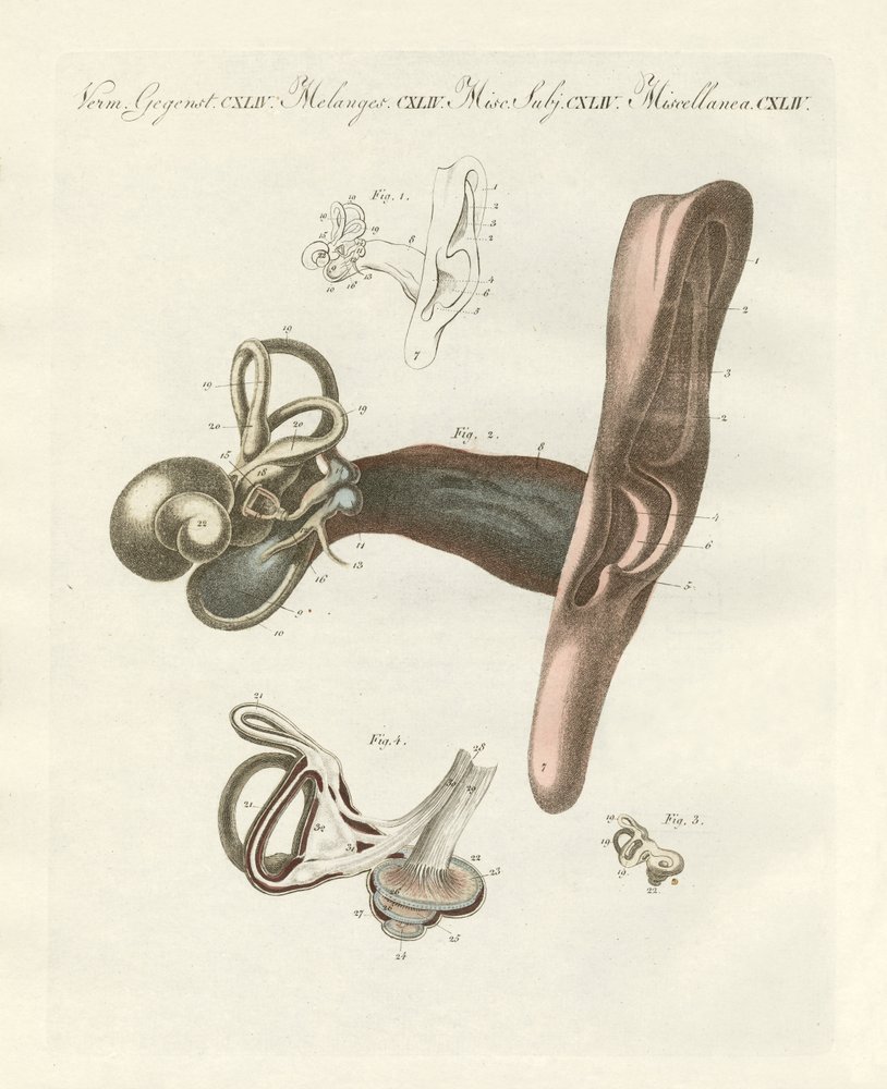 The Hearing Organ Illustrated Through the Human Ear