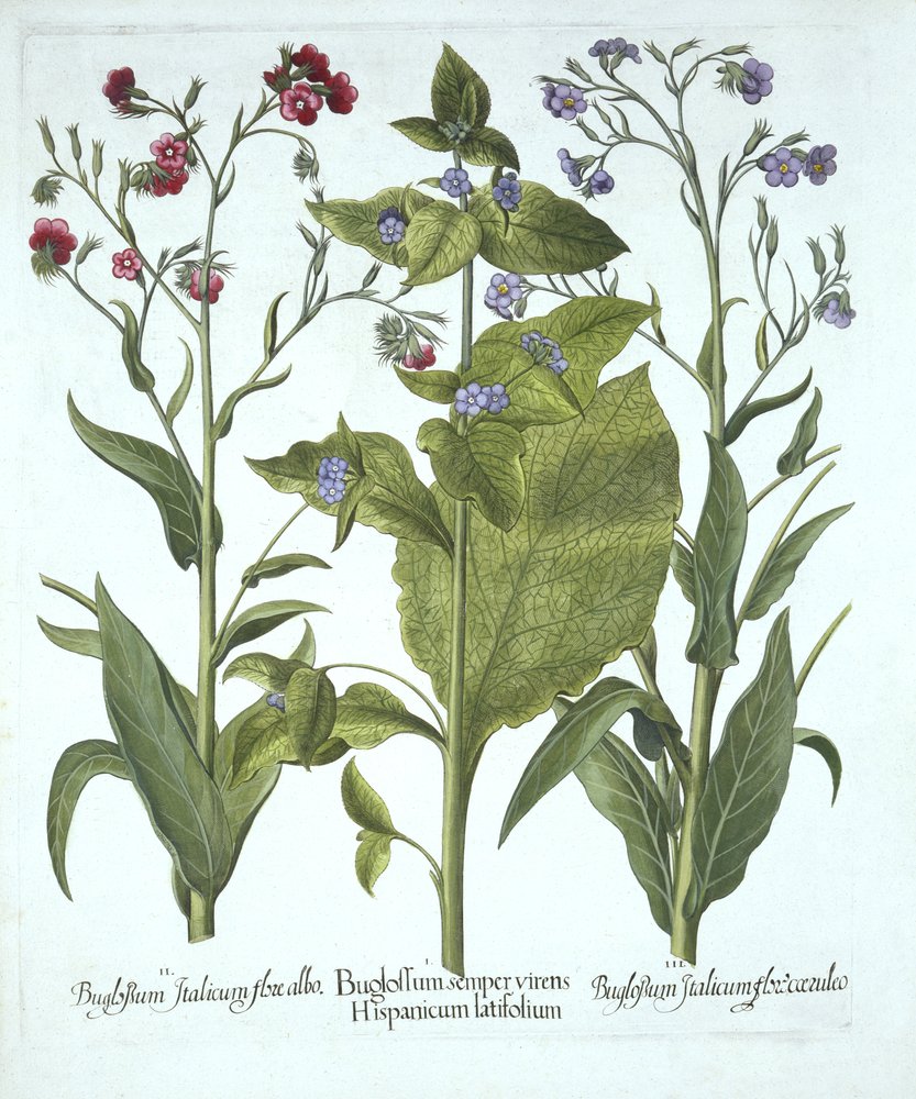 Three Varieties of Bugloss, from Hortus Eystettensis