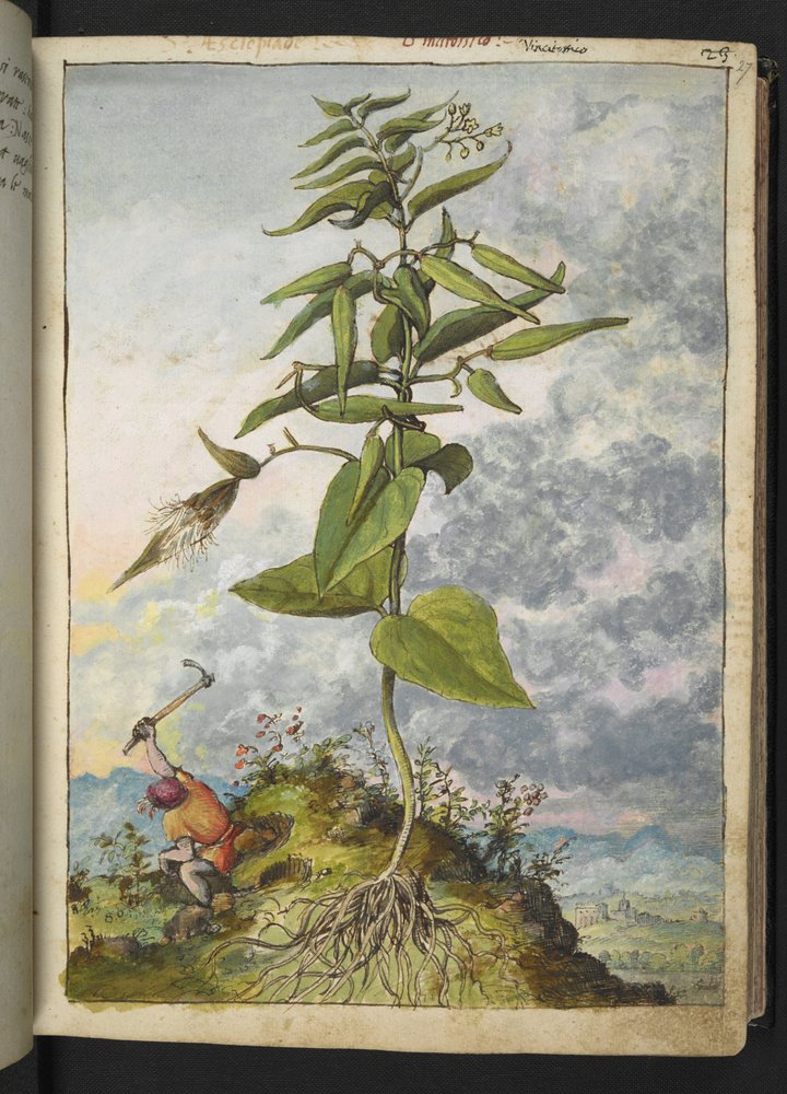 Asclepias, from Paintings of Flora of the Roman States by Gherardo Cibo