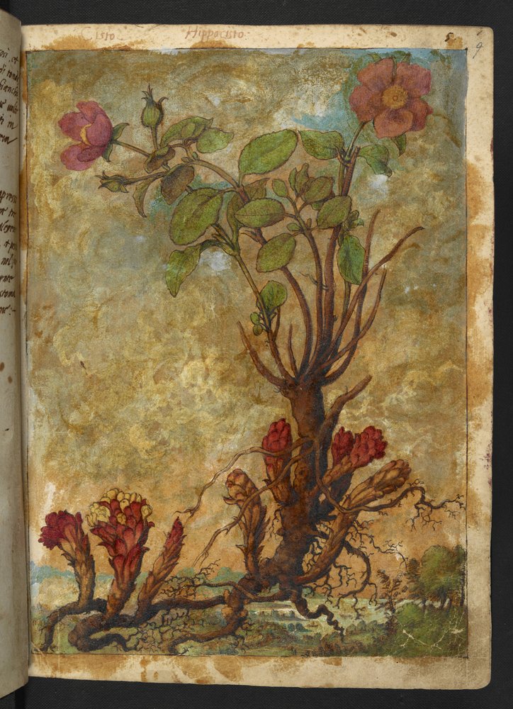 Cytinus hypocistis, from 'Paintings of Flora of the Roman States' by ...