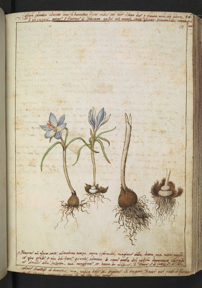 Plants between blue flowers, from 'Paintings of Flora of the Roman ...