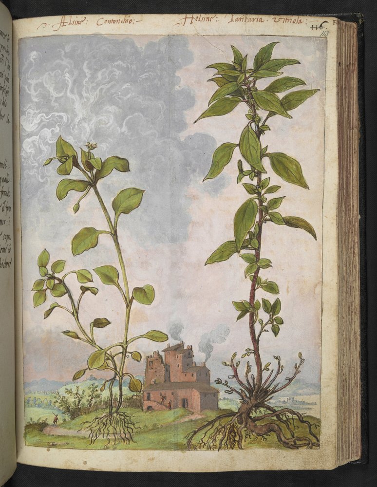 Stellaria media, Possibly Stellaria media, from 'Paintings of Flora of ...