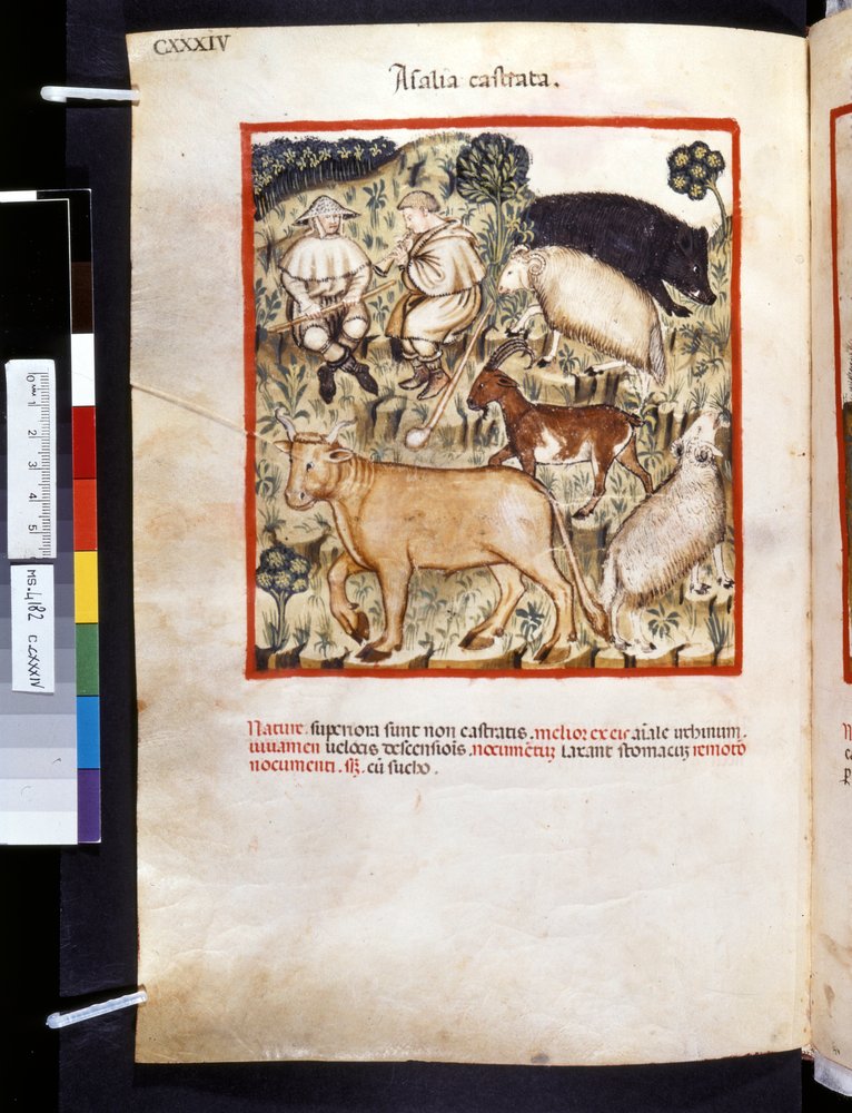 Theatrum sanitatis by Ububchasym de Baldach: 'Animalia Castrata', first ...