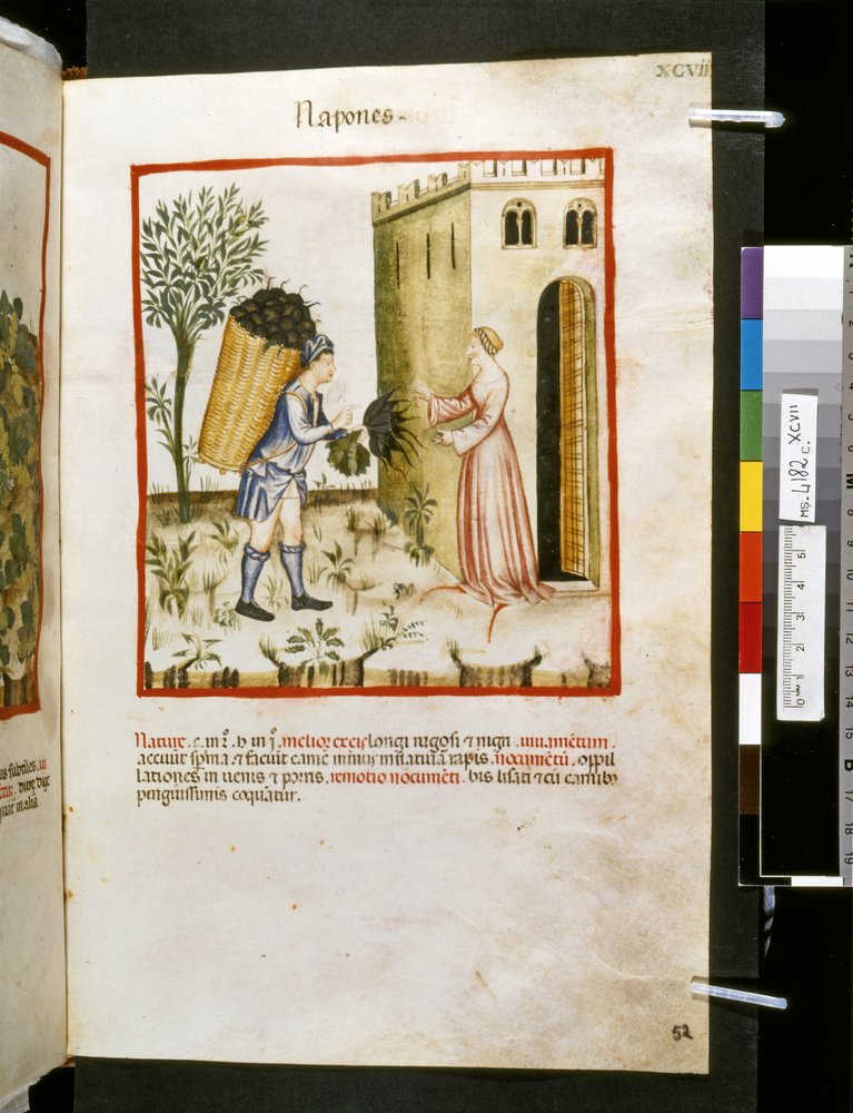 Theatrum sanitatis by Ububchasym de Baldach: 'Napones', first decade of ...