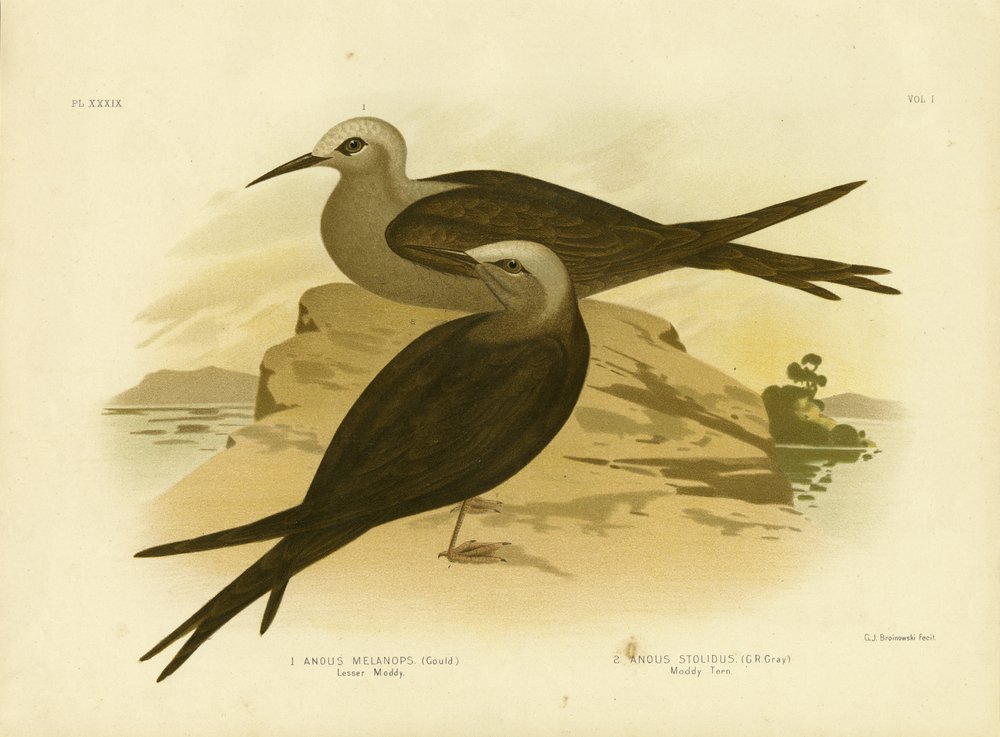 Lesser Noddy, 1891 by Gracius Broinowski: Fine art print