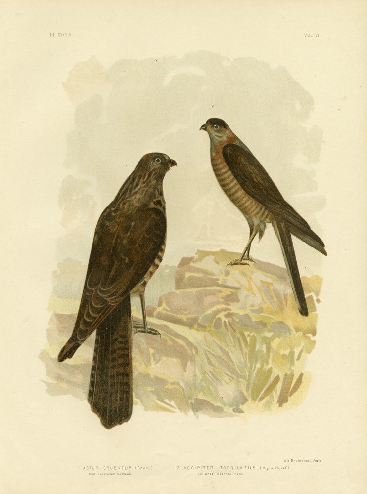 West-Australian Goshawk, 1891 by Gracius Broinowski