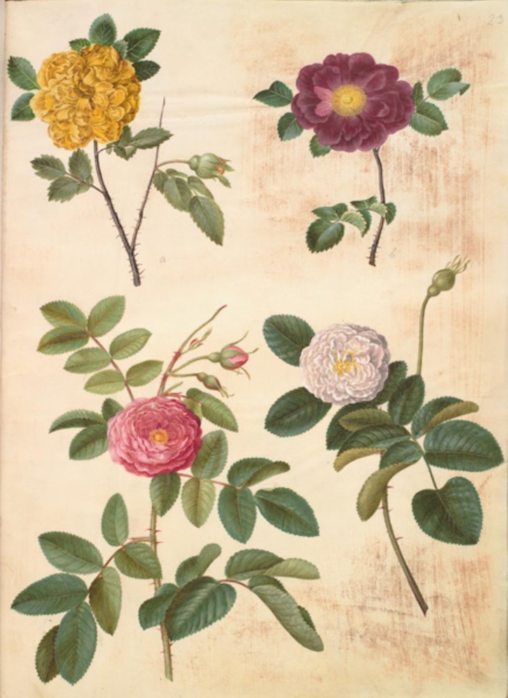 Rosa hemisphaerica (sulphur rose); Rosa gallica (velvet rose); Rosa × ...