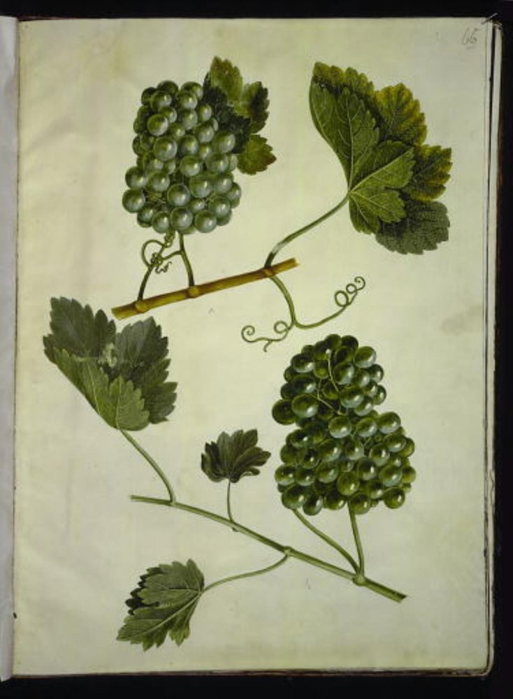 Vitis vinifera (common grapevine) by Hans Simon Holtzbecker