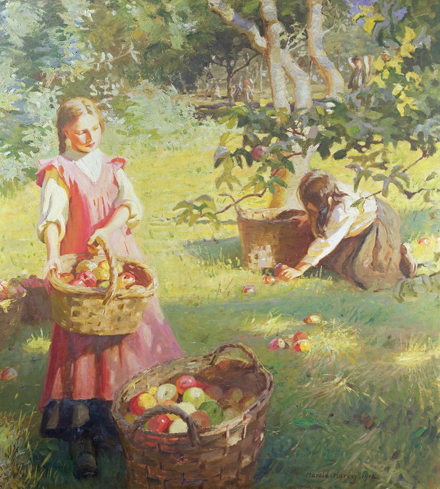 Apples by Harold Harvey