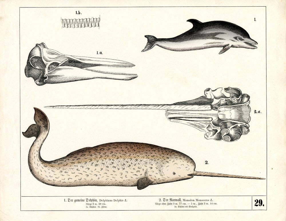 common-dolphin-and-narwhal-with-anatomical-details