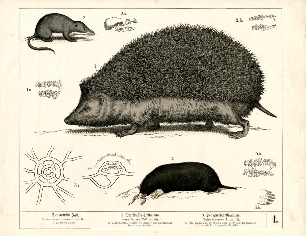 Insectivores: Hedgehog, Shrew and Mole by Heinrich Leutemann