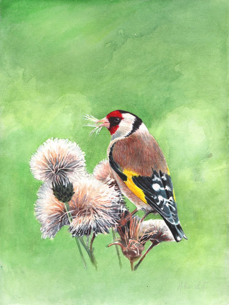 Goldfinch I by Helen White: Premium art reproduction