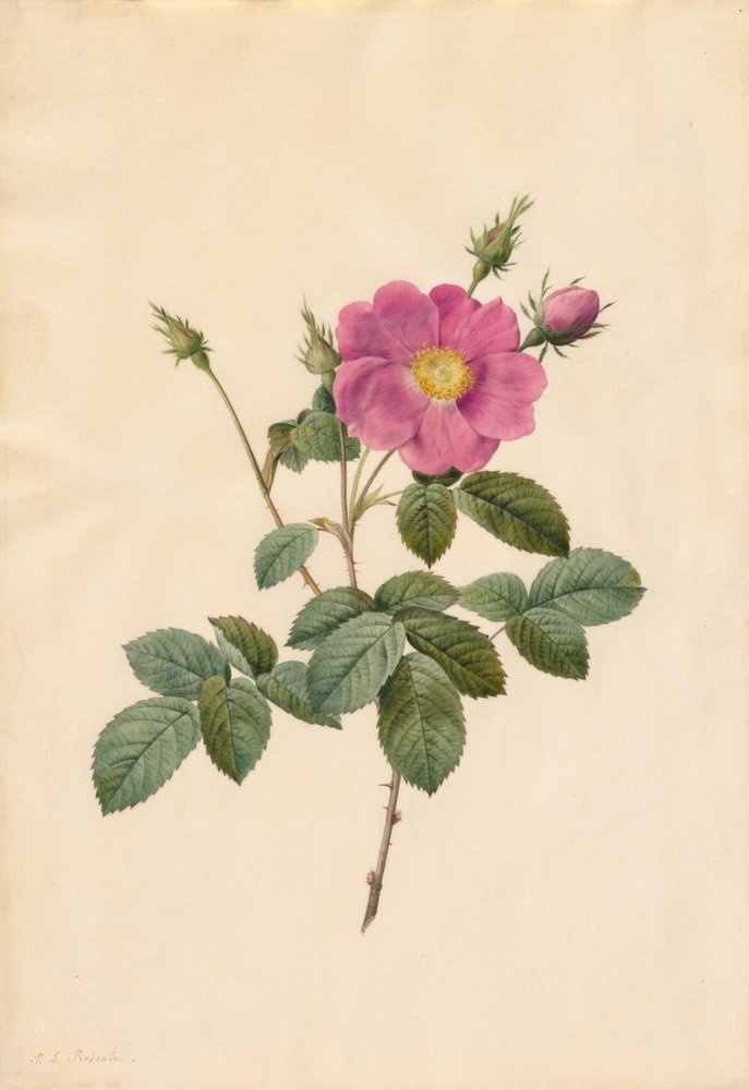 Cabbage Rose Rosa Centifolia Simplex, 1817-1824 by Pierre-Joseph Redouté