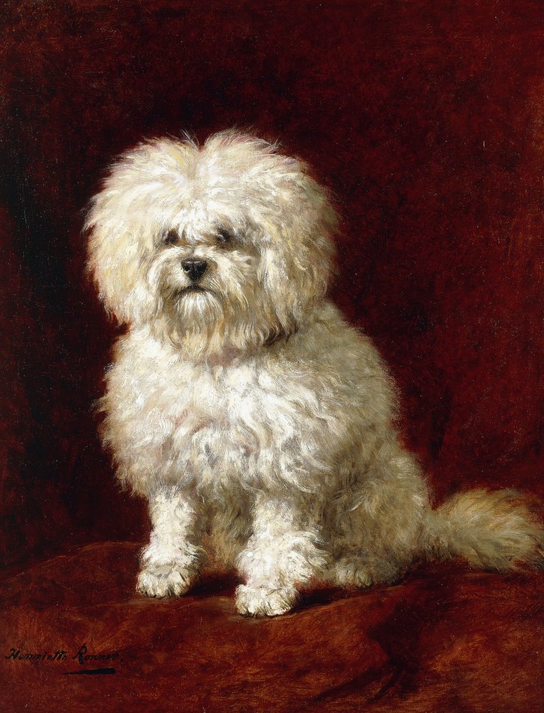 A Poodle by Henriëtte Ronner-Knip