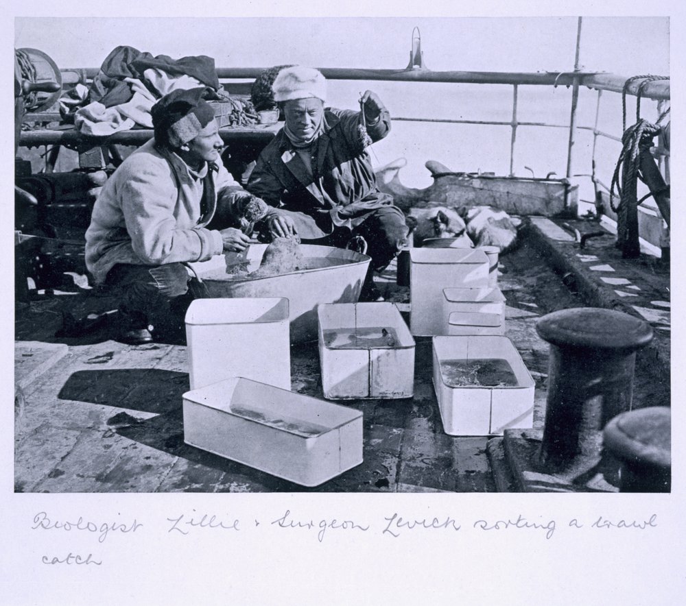 Biologist Lillie and Surgeon Levick Sorting a Trawl Catch on Board ...