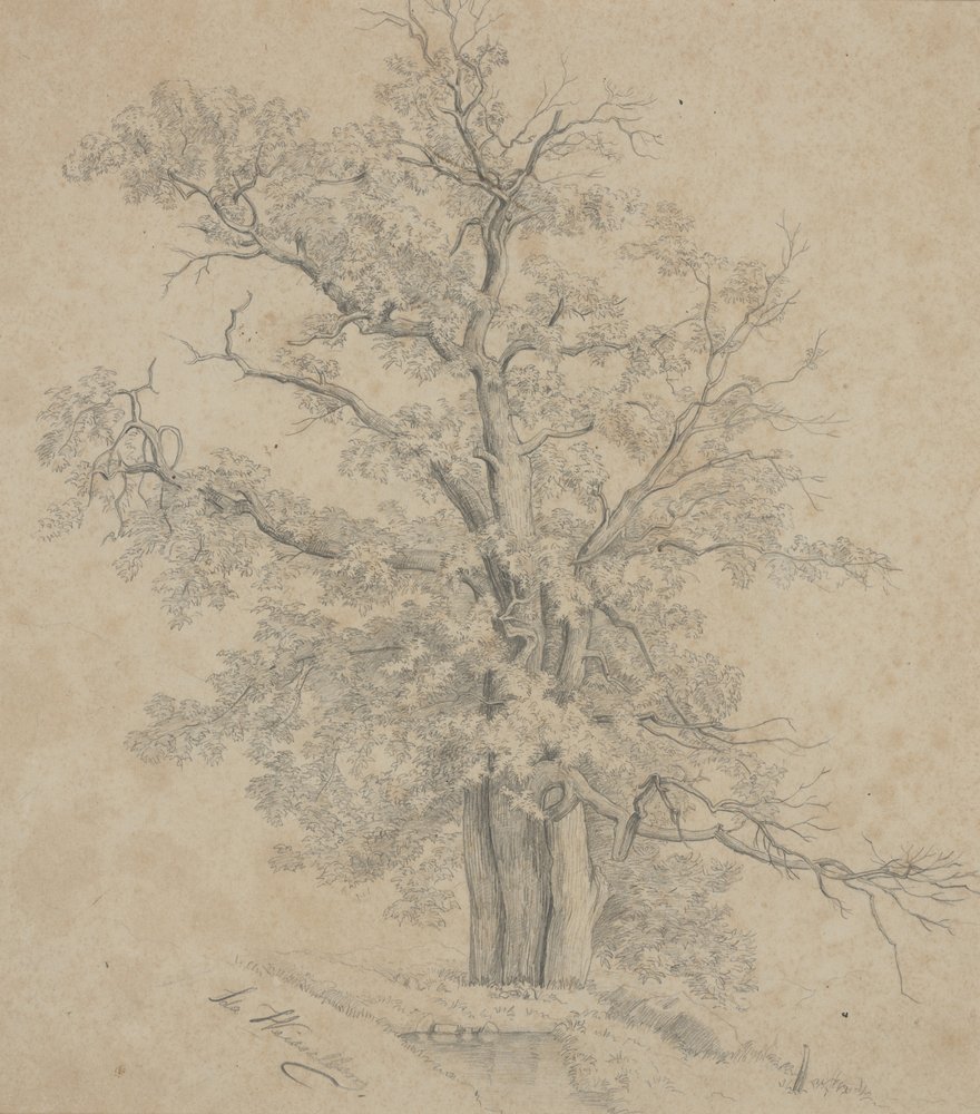Ida_Weisselberg_Hadra_-_Tree_-