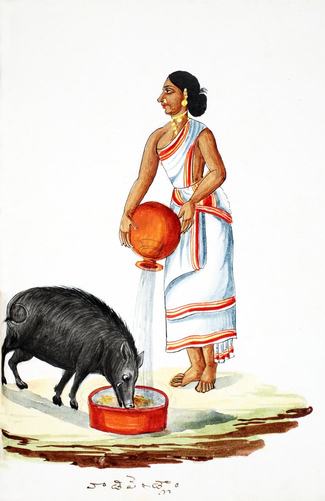 Feeding a Wild Pig by Indian School: Buy fine art print