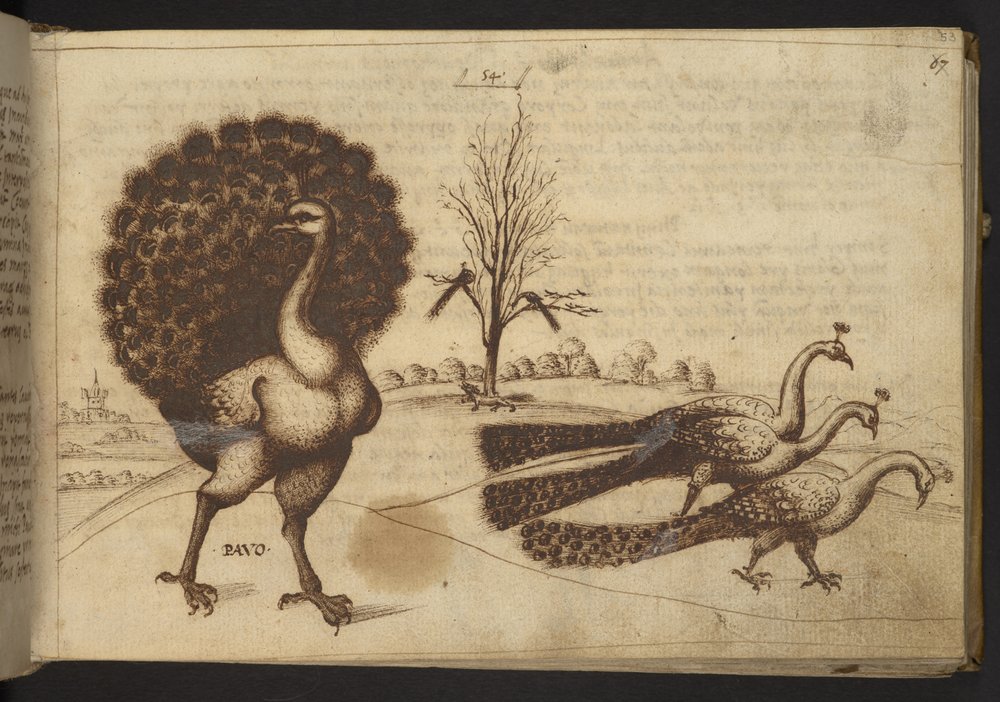 Add. 82955, f.53 Peacocks ('pavo'), from Historia Animalium, consisting of 245 pen-and-ink drawings of different species of animals and mythical creatures, each accompanied by a description, 1595 by Italian School