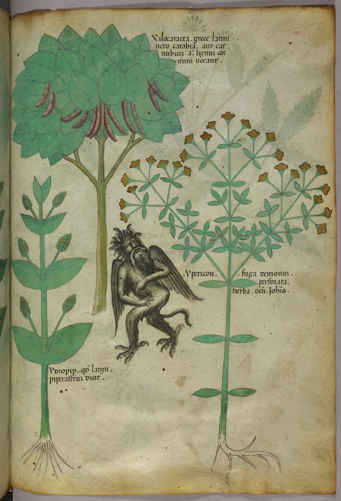 Botanical illustration of a plant and a demon; the herb Ypericon is ...