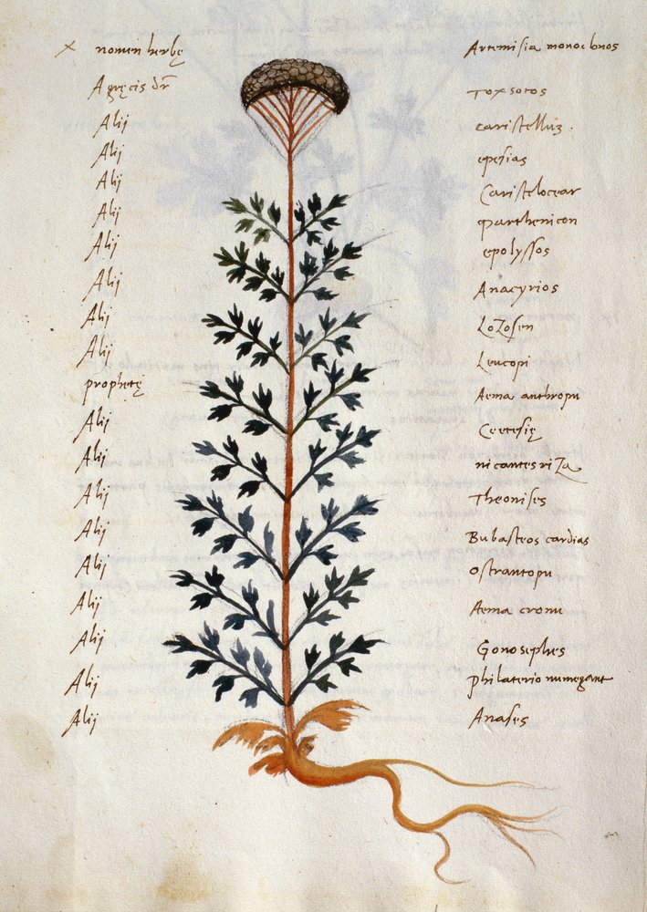 Artemisia, medicinal plant from a 'Herbarium Apuleii Platonicii'