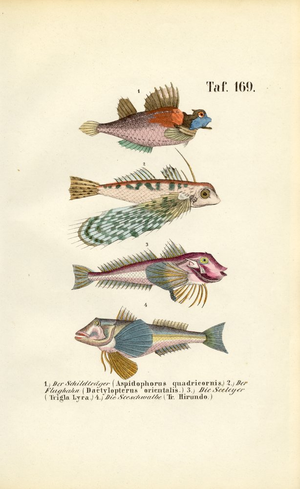 Exotic Fish with Special Body Forms by J. W. Tenhaeff