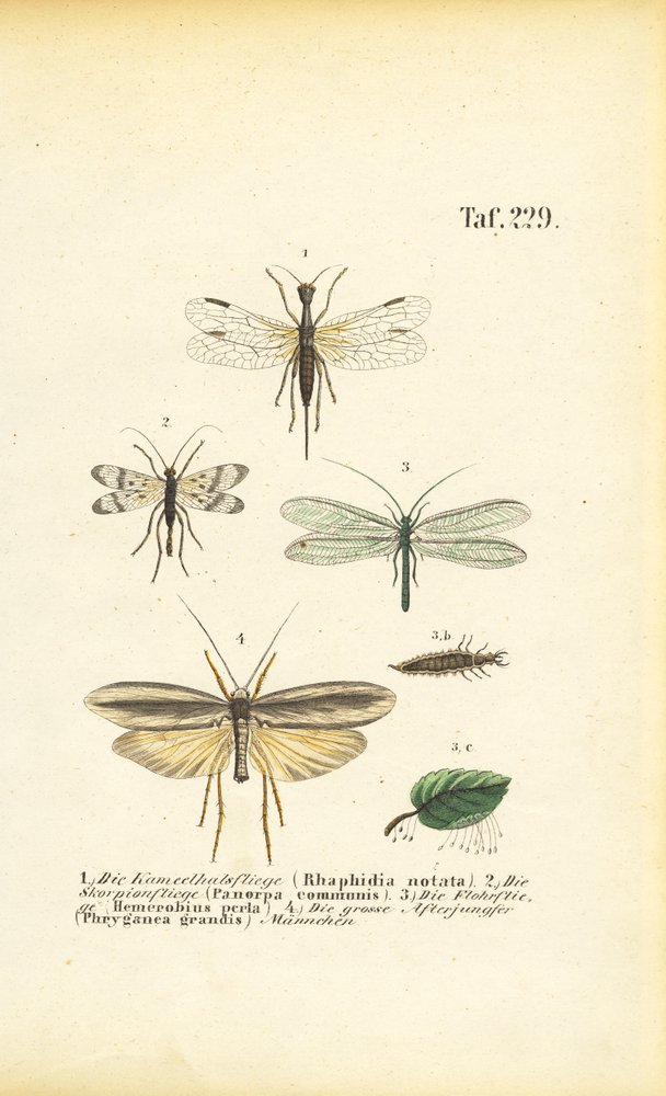 Neuropterans and Their Developmental Stages
