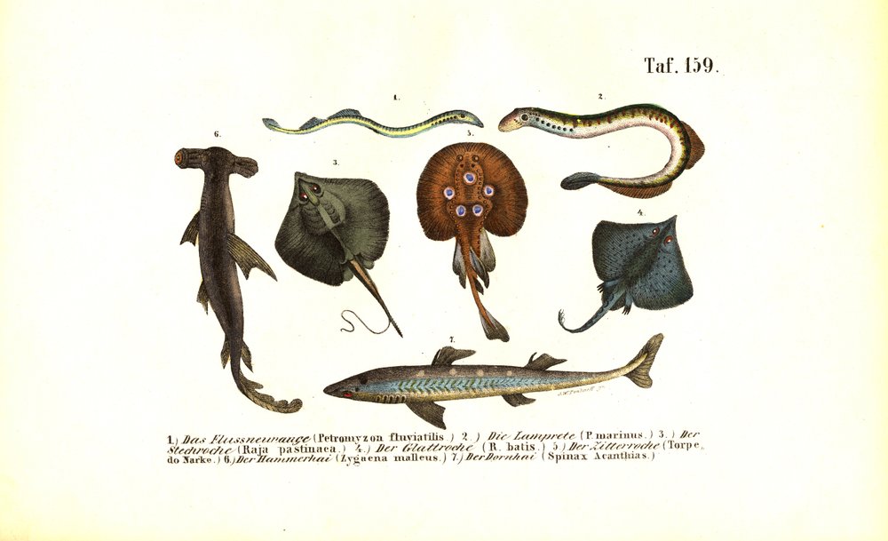 Primitive Fish and Rays by J. W. Tenhaeff: Fine art print