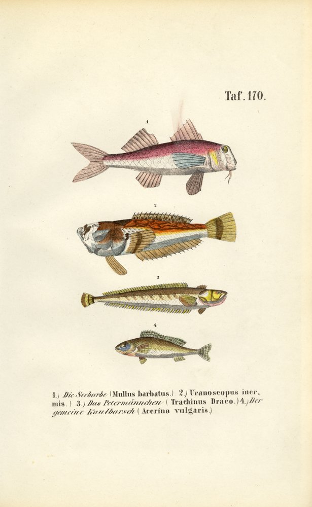 Red Mullet and Bottom-dwelling Fish of European Coastal Waters by J. W. Tenhaeff