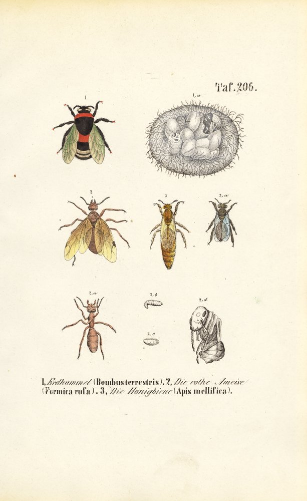Social Insects with Developmental Stages by J. W. Tenhaeff