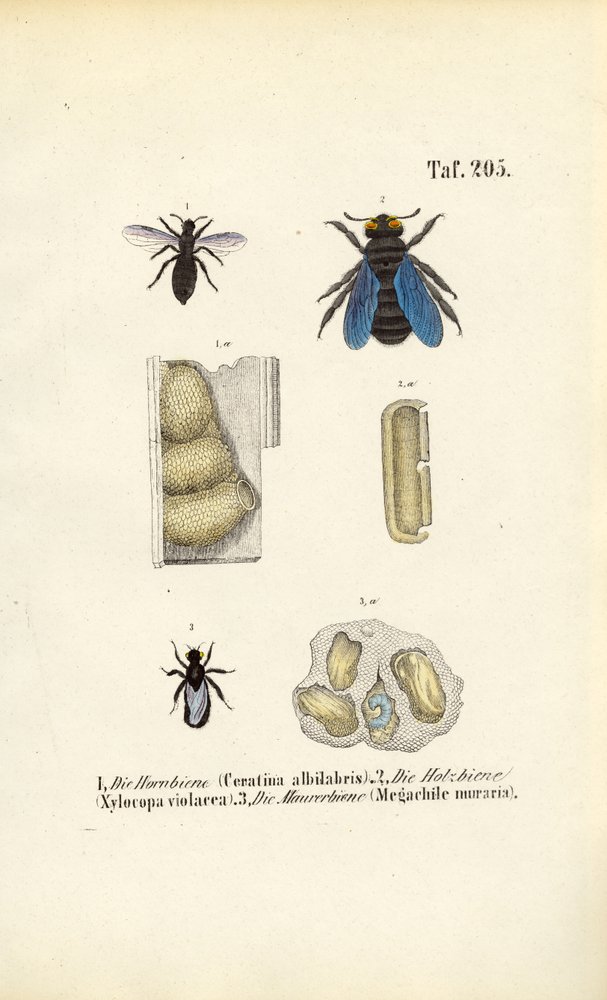 Specialized Bee Species and Their Nest Structures