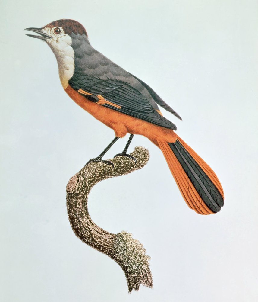 Orange Jay by Jacques Barraband: Buy fine art print