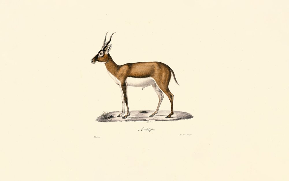 Goitered Gazelle by Jacques Christophe Werner