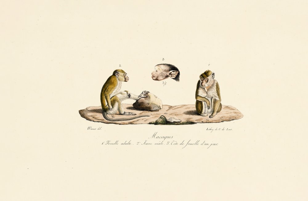 Macaques in Different Age Stages