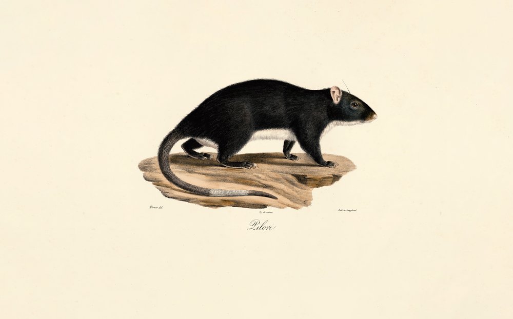 Muskrat by Jacques Christophe Werner: Buy fine art print
