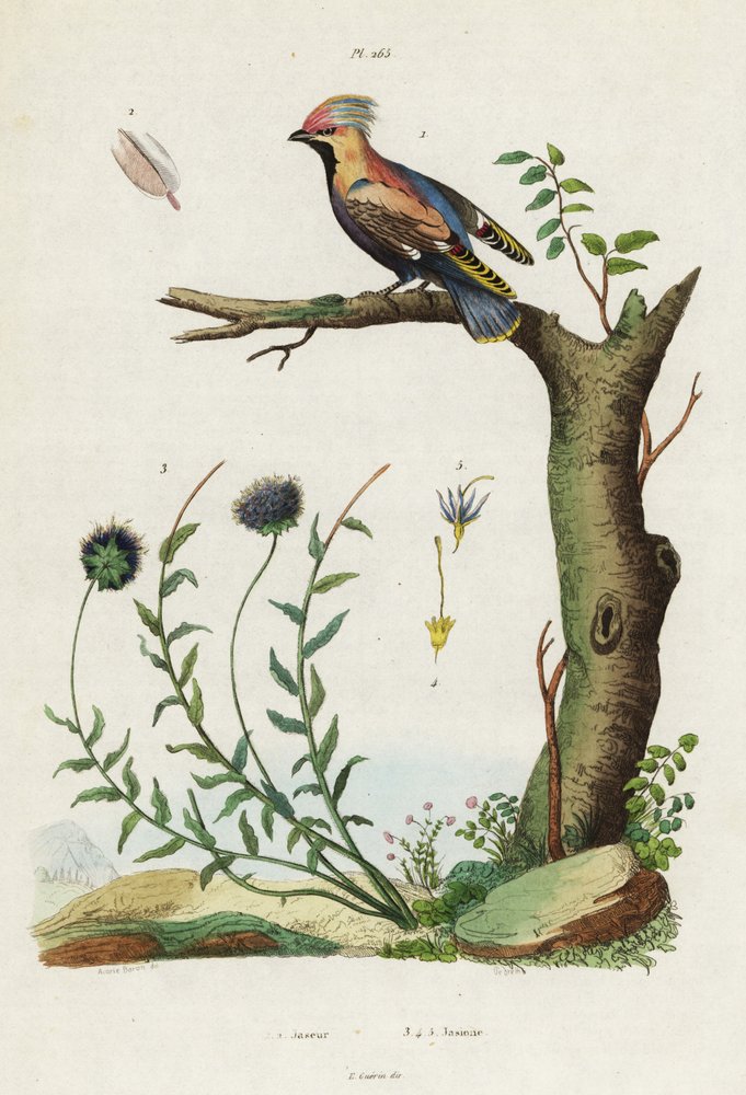 Bohemian Waxwing and Sheep's Bit