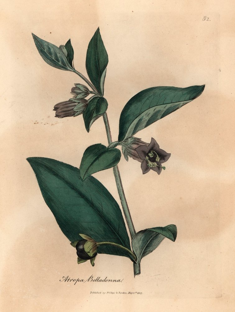 Purple Flowered Deadly Nightshade, Atropa Belladonna, from a Botanical Illustration by James Sowerby from William Woodville and Sir William Jackson Hooker
