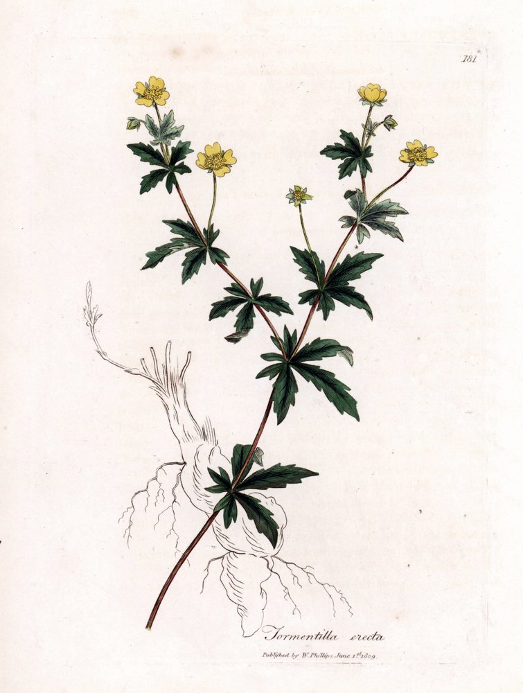 Common Tormentil, Potentilla erecta. Handcoloured Copperplate Engraving ...