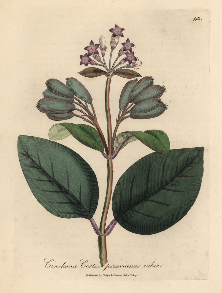Purple flowered red Peruvian bark tree, Cinchona cortex peruvianus ruber